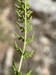 Woodsia oregana