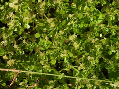 Pilea peploides major