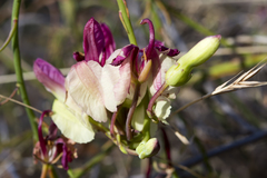 Lechenaultia linarioides