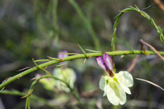 Lechenaultia linarioides