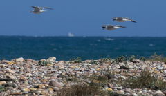 Ichthyaetus audouinii