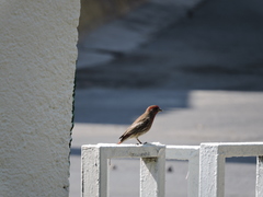 Haemorhous mexicanus