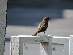 Haemorhous mexicanus