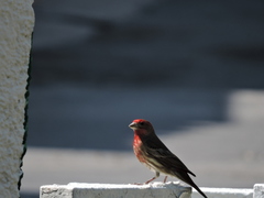 Haemorhous mexicanus