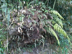 Asplenium neolaserpitiifolium