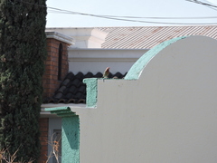 Haemorhous mexicanus