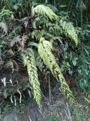 Asplenium neolaserpitiifolium