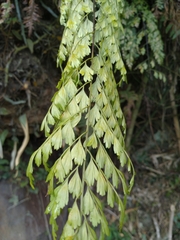 Asplenium neolaserpitiifolium