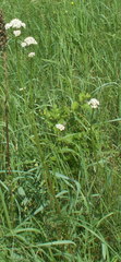 Valeriana rossica