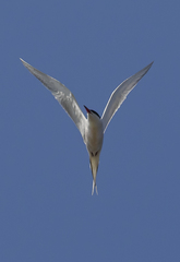 Sterna hirundo