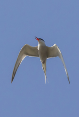Sterna hirundo