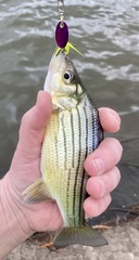 Morone mississippiensis