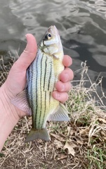 Morone mississippiensis