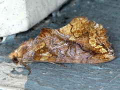 Plusiodonta arctipennis