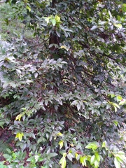 Ficus pumila awkeotsang