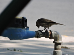 Haemorhous mexicanus