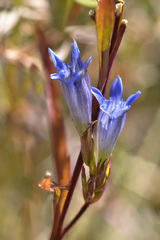 Gentiana tianschanica