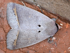 Pantydia capistrata