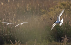 Thalasseus sandvicensis