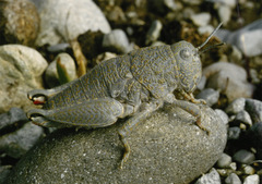 Brachaspis robustus