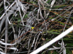 Xyris capensis