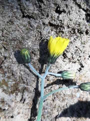 Hieracium bifidum