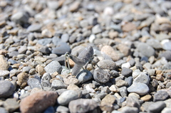 Brachaspis robustus