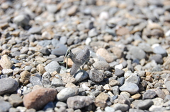 Brachaspis robustus