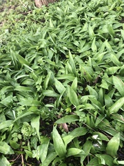 Allium ursinum