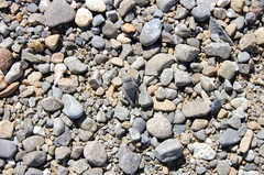 Brachaspis robustus