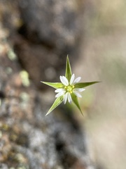 Stellaria nitens