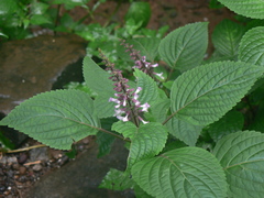 Orthosiphon rubicundus