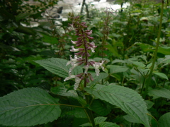 Orthosiphon rubicundus