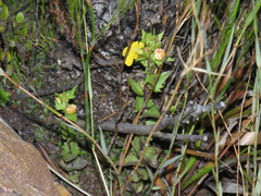 Alectra sessiliflora sessiliflora