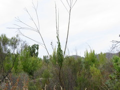 Osteospermum junceum