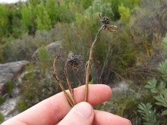Osteospermum junceum
