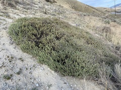Eriogonum fasciculatum polifolium