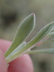 Eriogonum fasciculatum polifolium