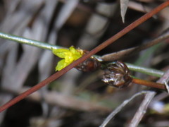 Xyris capensis