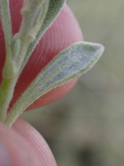 Eriogonum fasciculatum polifolium