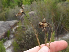 Osteospermum junceum