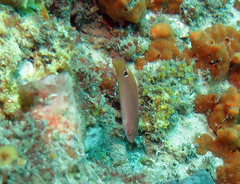 Austrolabrus maculatus