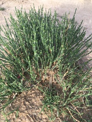 Arthrocaulon macrostachyum