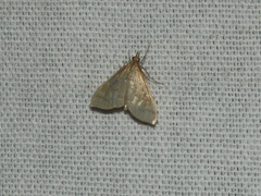 Metasia dicealis