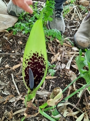 Arum dioscoridis