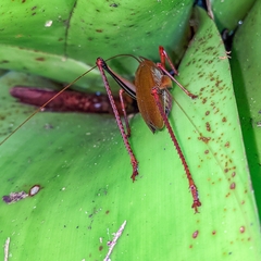 Ischnomela pulchripennis