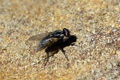 Musca vetustissima