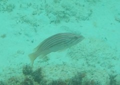 Epinephelus costae