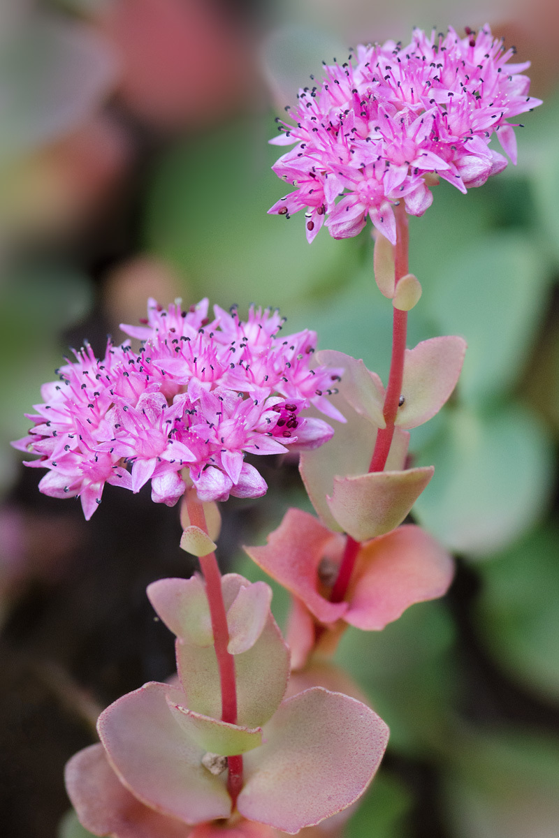 Hylotelephium