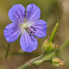 Geranium saxatile